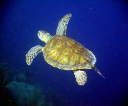 Turtle in Boniare by Mike Bisnett 